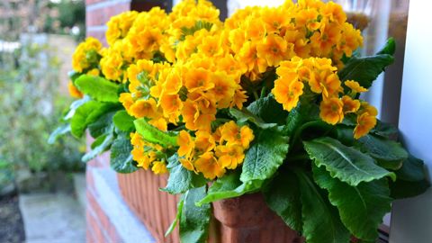 ©Rudy Raes, Destelbergen (Belgique).